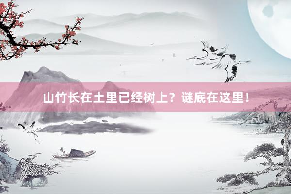 山竹长在土里已经树上？谜底在这里！